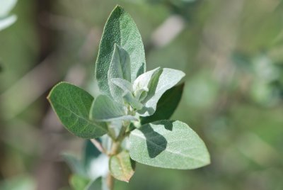 Elaeagnus angustifolia 'Caspica' - hlošina úzkolistá 'Caspica' - jarní větévka